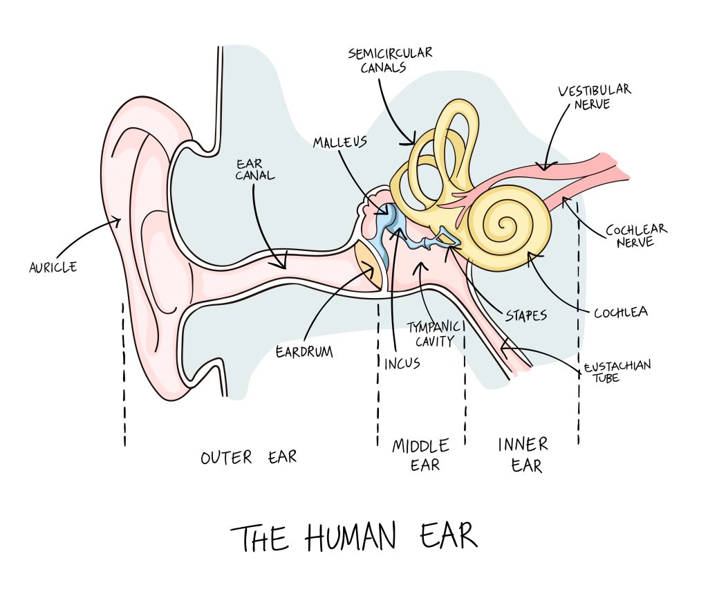 Hand drawn illustration of human ear anatomy. Educational diagram with main parts labeled in English.